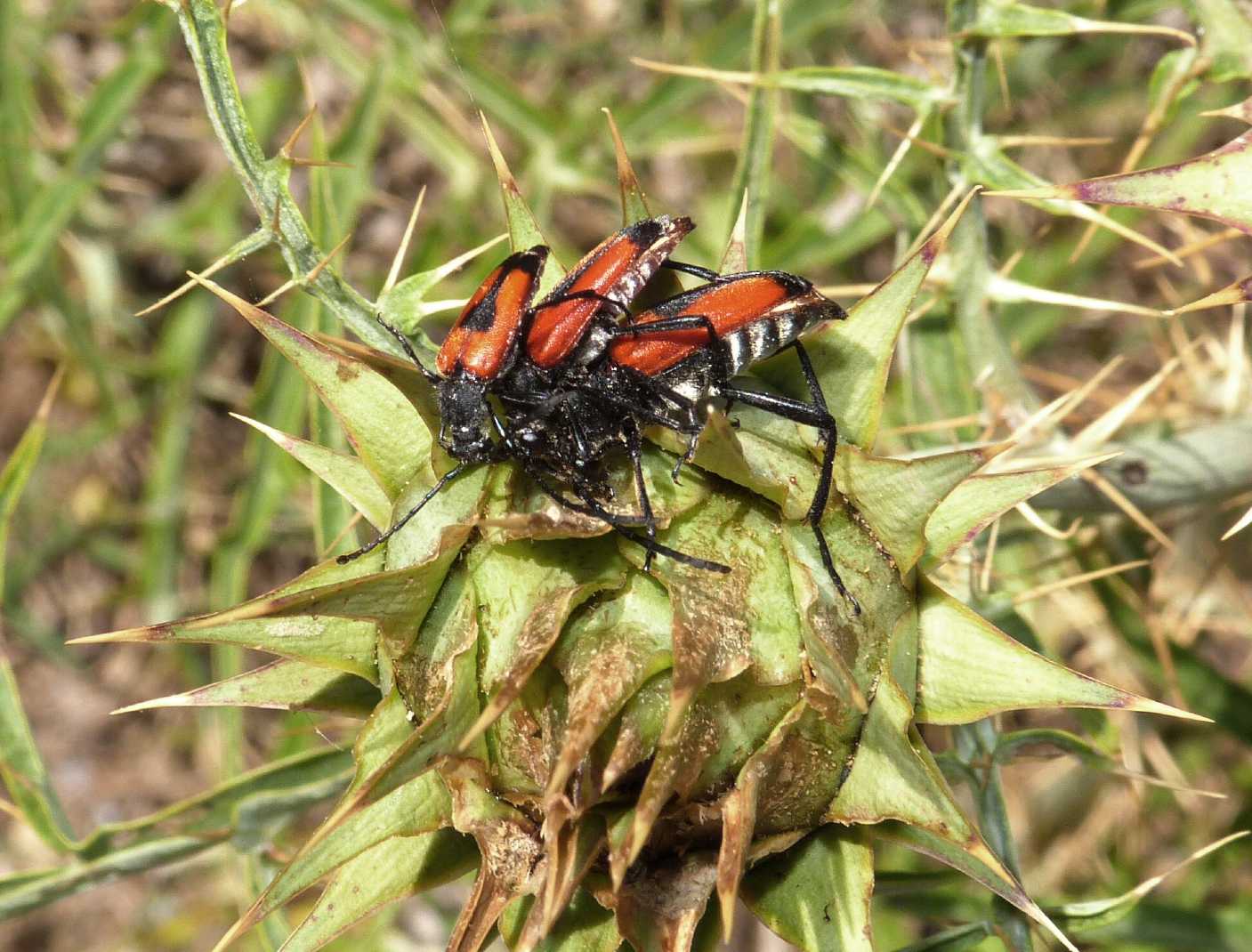 Il dramma della gelosia (Stictoleptura cordigera)